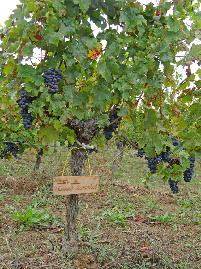 Виноградник на урожай